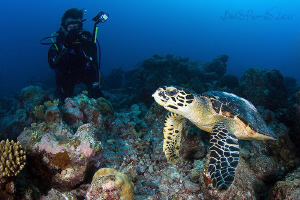Hawksbill turtle in Holyday Thundu - South Ari Atoll by Boris Pamikov 